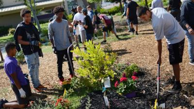 Armijo High School football players volunteer at the new school garden, Tuesday, Aug. 21, 2019. (Daily Republic file)